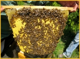 Typische "Herzförmige" Naturwabe Top Bar Hive