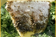 Naturwabe aus Top Bar Hive
