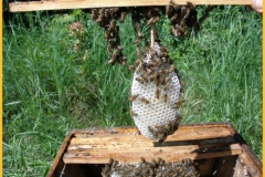 Wabenbau durch Schwarmbildung