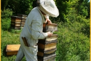 Traditionelle Bienenkästen